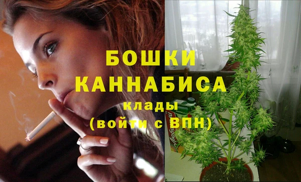 прущие грибы Новодвинск